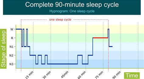 Sleep Cycles | NREM & REM sleep cycles explained