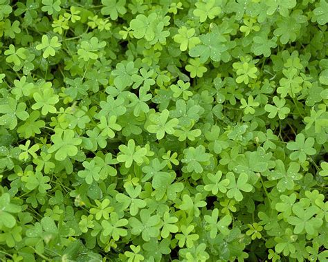 How to Grow a Microclover Lawn Using the Best Practices