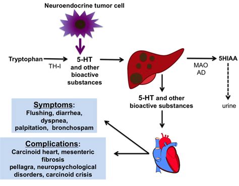 Summary of the pathophysiology of carcinoid syndrome | Download ...