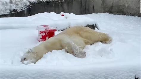 Stop everything and watch this polar bear play in the snow - CNN Video