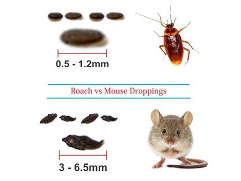 Identifying Roach Droppings: A Guide for Effective Pest Control