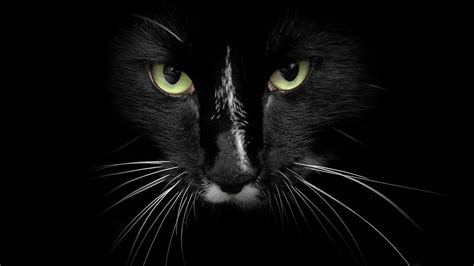 Download Gambar Black Cat Face Hd Wallpaper terbaru 2020 - Miuiku