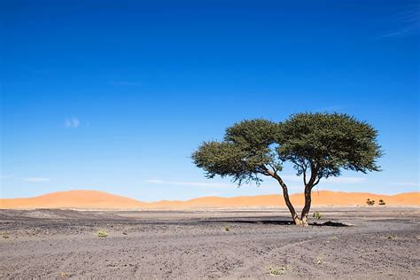 Sahara Desert Plants