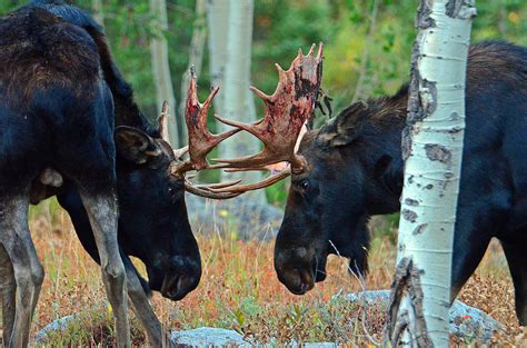 Two Bull Moose Fighting Photograph by Billy Hensler