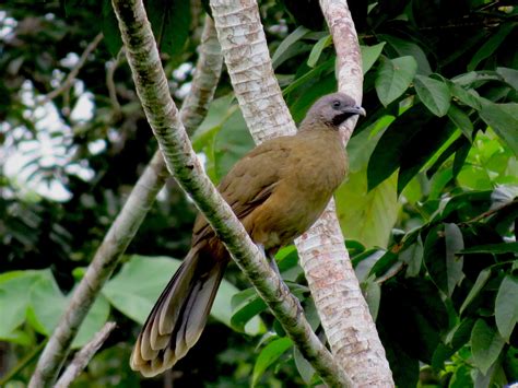 B_Plain Chachalaca | Lower Dover