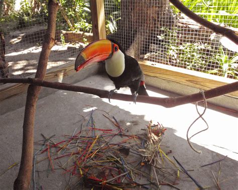 toucan toy mess | Adventures in Toucanland