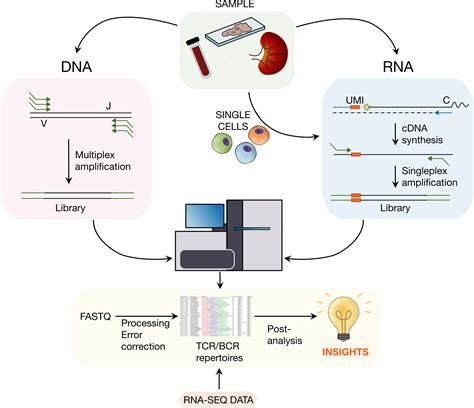 Template Switching Oligo