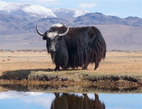 ¿Qué es un yak? 8 datos espectaculares sobre los yaks