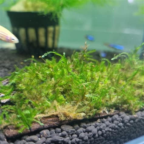 Java Moss Aquarium Plant Fish Tank Shrimp Greenery, Furniture & Home ...