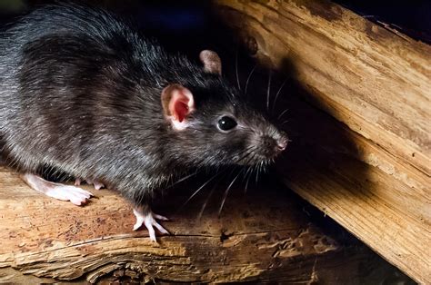 Understanding Roof Rat Droppings | Rat vs. Mouse Waste - Zunex Pest Control