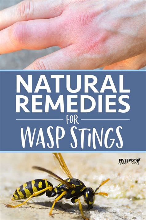 Effective Home Remedies for Wasp Stings - Five Spot Green Living