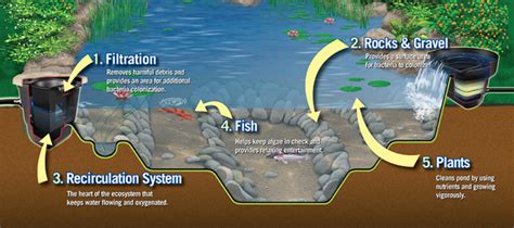 EcoSystem Pond Diagram | The Fish Guy | Pond Maintenance | Aquarium ...