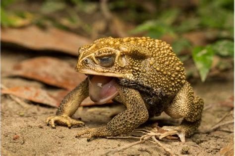 Cane toads have a salty secret to protect themselves when shedding skin