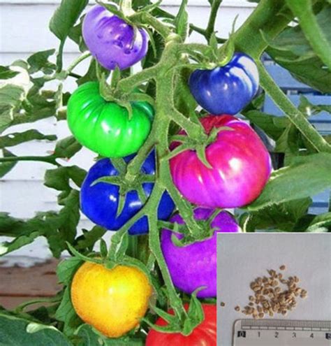 Rainbow Tomatoes: Yet Another Gardening Ripoff! - Laidback Gardener