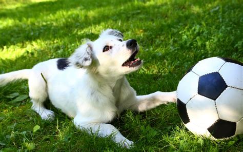 Dogs are trained to become football teams with skillful techniques