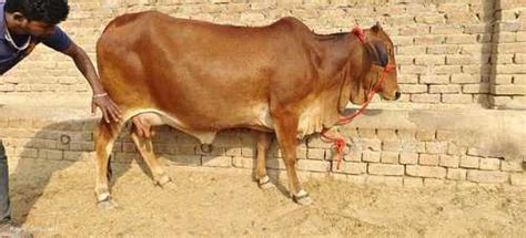 Pure Breed Sahiwal Cow For Farming at 45000.00 INR in Karanpura | Rao ...