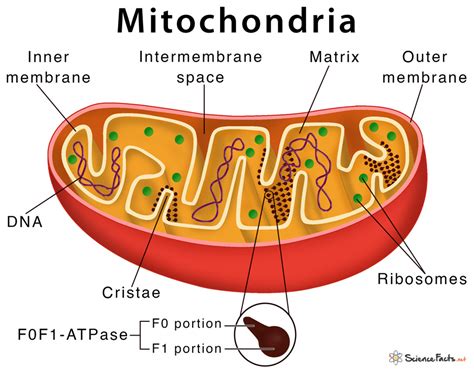 Mitochondria - Definition, Structure, and Function with Diagram