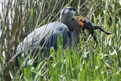 Friends of Skagit Beaches - Trail Tales - The Riparian Zone