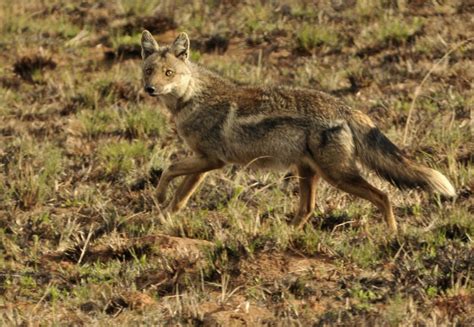 Side-striped Jackal | Marie-France Grenouillet – Wildlife Photographer