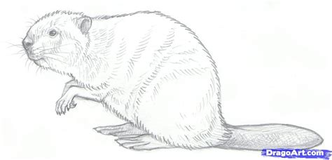 How to Draw Beavers, Step by Step, forest animals, Animals, FREE ...