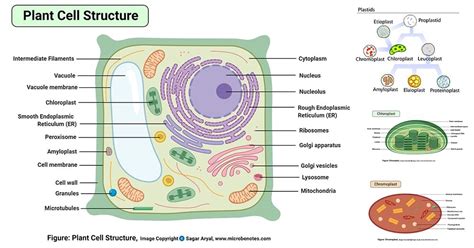 [DIAGRAM] Plant Cell Plant Cell Diagram Labeled - MYDIAGRAM.ONLINE