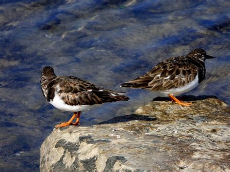 Turnstone Bird Animal - Free photo on Pixabay - Pixabay