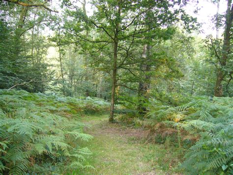 Forest in Ardennes, Belgium – Parks and Landscapes