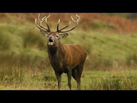 Poachers target Irish Red Deer - YouTube