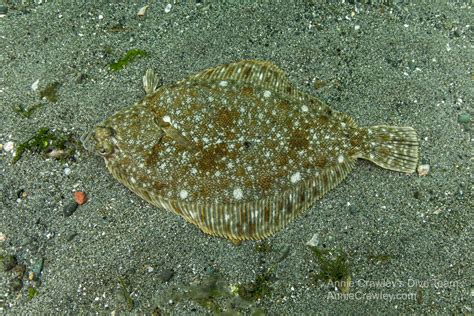 Flatfish—Flounders—PNW Ocean Life—Species Identification — Edmonds ...