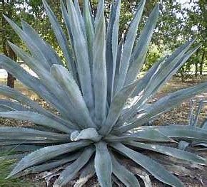 HISTORY OF BEVERAGE: History of pulque