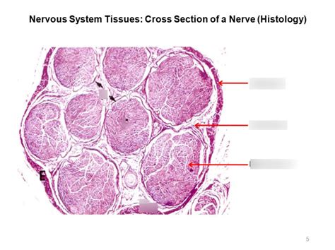 Nervous Tissue Cross Section Of Nerve Histology Diagram Quizlet | The ...