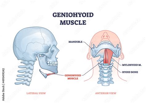 Geniohyoid muscle with mylohyoid neck or chin muscular system outline ...