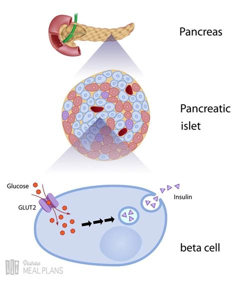 Insulin Pancreas Diagram