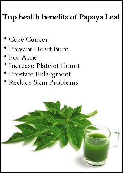 Image result for leaf of life benefits (With images) | Papaya health ...