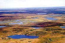 Tundra Region - Climate, Plants, Animals, Facts, Tundra Vegetation