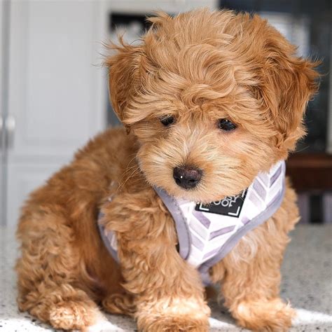 Maltipoo Puppies Photos | Petzlover