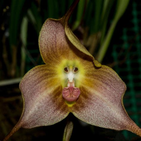 "Monkey Orchid"! This Unique Flower Looks Like Monkey Face - Gardening Sun