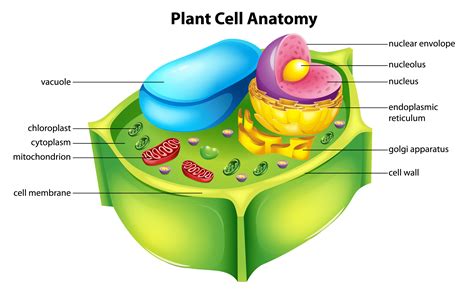 7: Cell Parts and their Functions Flashcards Quizlet