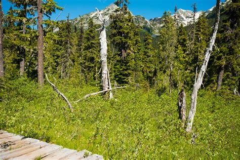 Whistler Hiking: Rainbow Lake Trail