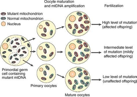 Mitochondrial DNA and Heritable Traits and Diseases | Basicmedical Key