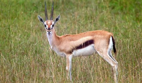 Thomson's Gazelle - Facts, Diet & Habitat Information