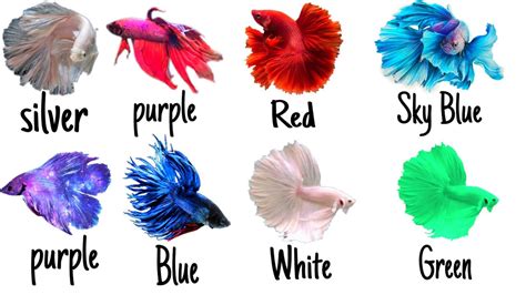 12 Colors Of Betta Fish|🐟 - YouTube