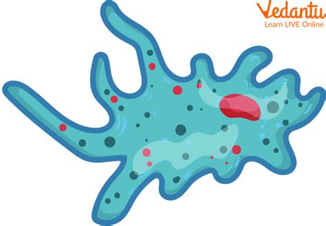 Amoeba: Structure, Function, and Parts of Amoeba