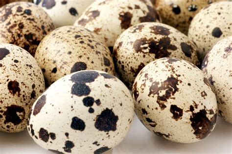 Quail Eggs: Health Benefits, Recipes & More - Heritage Acres Market LLC