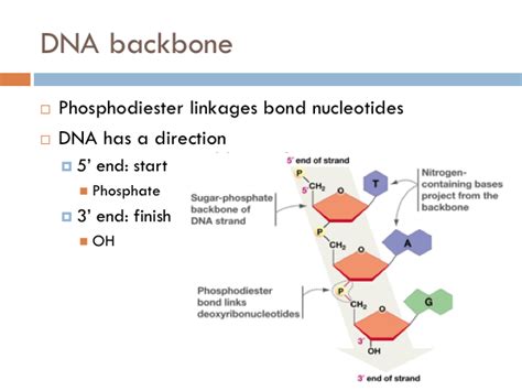 Chapter: DNA Synthesis — The Biology Primer