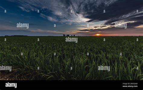 Sunrise on a paddy field at Kuala Selangor, Malaysia Stock Photo - Alamy