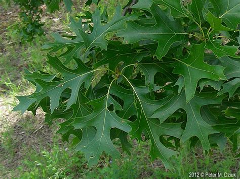 Quercus ellipsoidalis (Northern Pin Oak): Minnesota Wildflowers