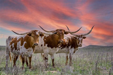 Longhorn Wallpapers Chrome Theme – Impressive Nature