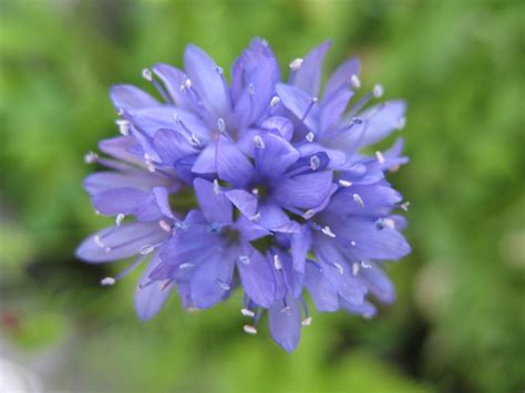 Minnesota Wildflowers: Image Gallery - Owlcation