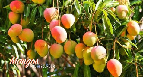 Mangos from Ecuador - Mango Varieties | National Mango Board